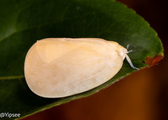 Flatida