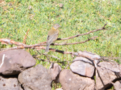 Phrygilus