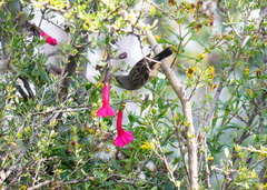 Diglossa brunneiventris