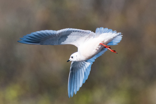 Ross's Gull, photo 10 of 10