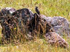 Muscisaxicola rufivertex