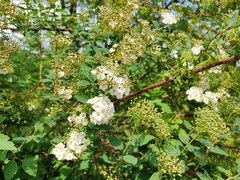 Spiraea trilobata