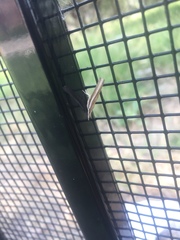 Fissicrambus profanellus