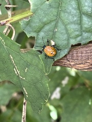 Eocanthecona concinna