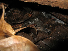 Adenomera hylaedactyla