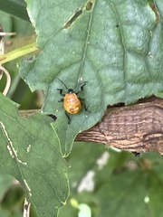 Eocanthecona concinna