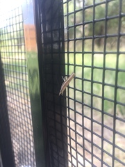 Fissicrambus profanellus