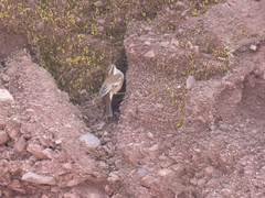 Cinclodes albiventris