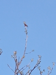 Aves