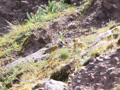 Sicalis uropygialis