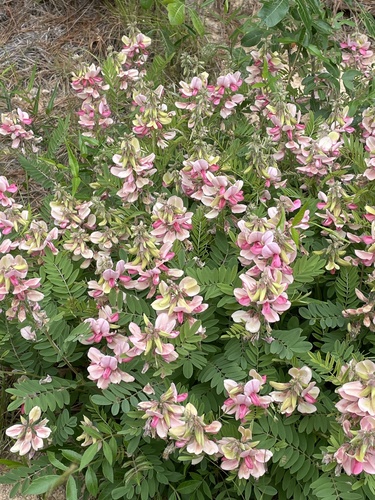 goat's rue — photo 1