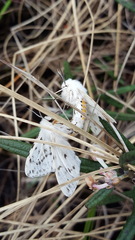 Spilosoma dubia