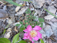 Rosa spithamea
