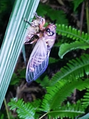 Cryptotympana holsti