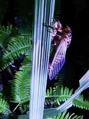 Cryptotympana holsti