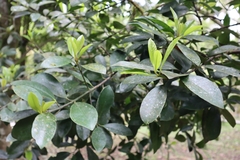 Garcinia multiflora