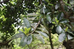 Garcinia multiflora