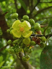 Garcinia multiflora