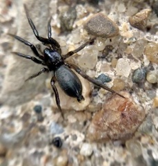 Zelotes