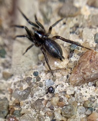 Zelotes