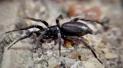 Zelotes