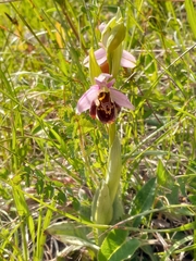 Ophrys fuciflora