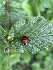 Harmonia axyridis