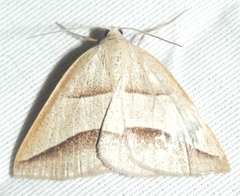 Petrophora divisata