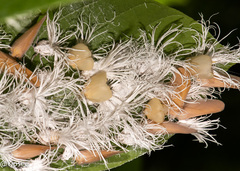 Flatida