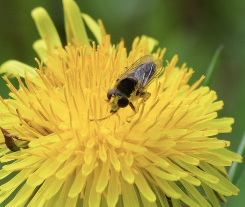 Two-lined Swamp Fly photo 5