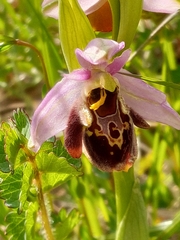 Ophrys fuciflora