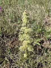 Trinia multicaulis