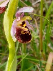 Ophrys fuciflora