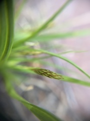 Carex ericetorum
