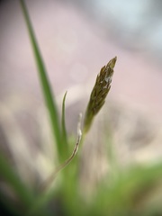 Carex ericetorum