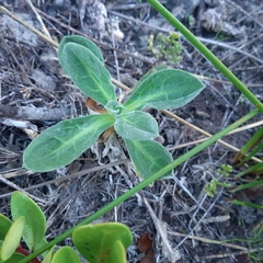 Silene undulata undulata