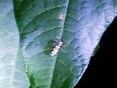 Olenecamptus bilobus