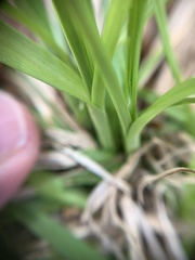 Carex ericetorum