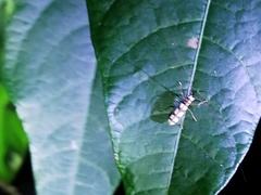 Olenecamptus bilobus