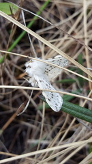 Spilosoma dubia