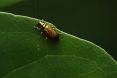 Pseudotheopea smaragdina