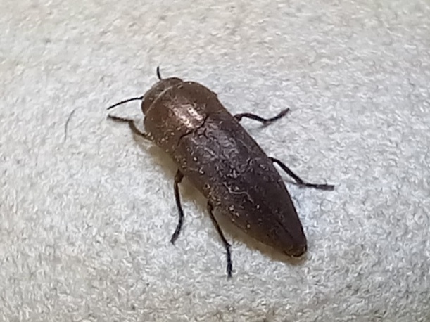 Sphenoptera barbarica