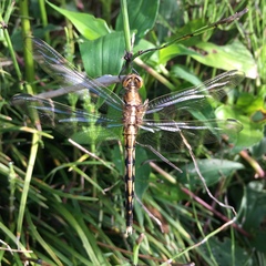 Orthetrum albistylum speciosum