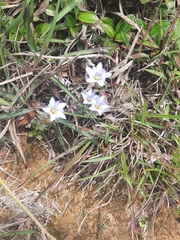Gentiana loureiroi