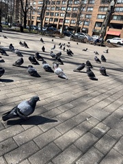 Columba livia domestica
