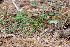 Carex ericetorum