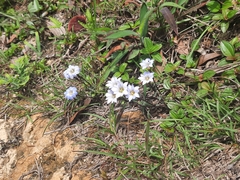 Gentiana loureiroi