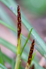 Carex ericetorum