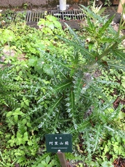 Cirsium arisanense