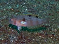 Iniistius aneitensis